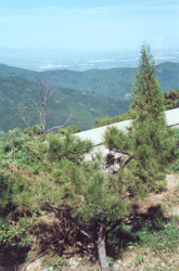 Fragrant Hills(Xiangshan) park